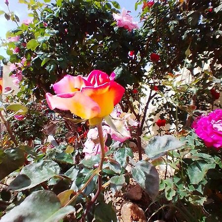 Las/Rosas Orgaz المظهر الخارجي الصورة
