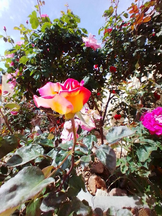 Las/Rosas Orgaz المظهر الخارجي الصورة